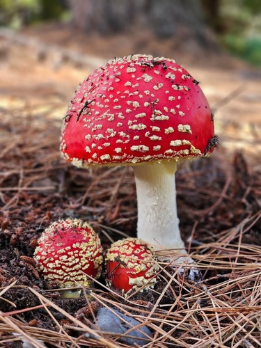 Fly Agaric
