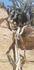 Stenocereus standleyi
