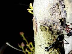 Stenocotis