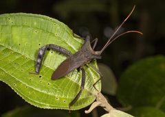 Acanthocephala pittieri