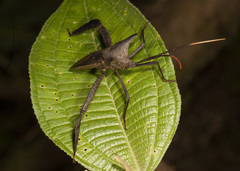 Acanthocephala pittieri