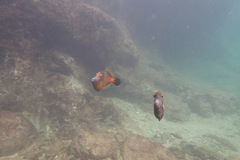 Cantherhines macrocerus