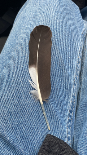 Plume de Dendrocygne à ventre noir