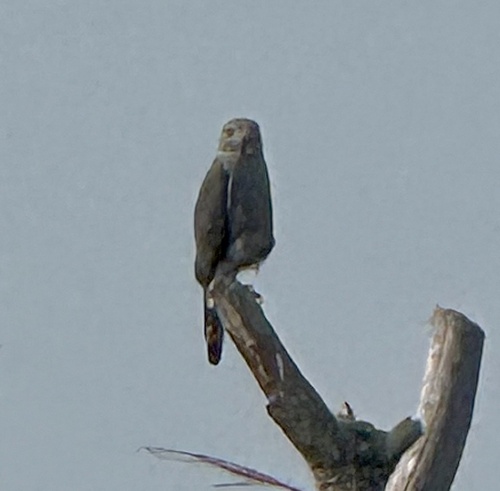 Southern Lizard Buzzard