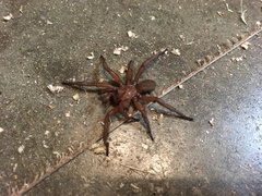 Myrmekiaphila comstocki