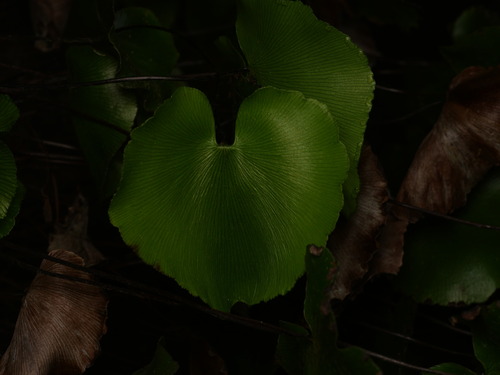 Adiantum reniforme, photograph 4