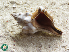 Pleuroploca trapezium