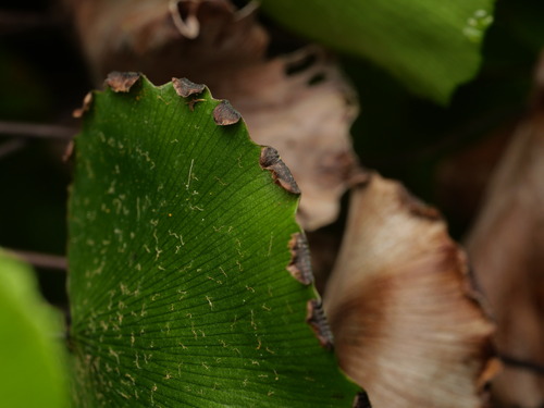 Adiantum reniforme, photograph 3