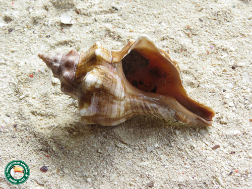 Trapezium horse conch