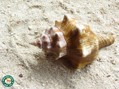 Pleuroploca trapezium