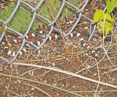 Micruroides euryxanthus