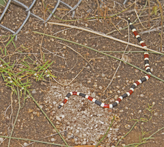 Micruroides euryxanthus