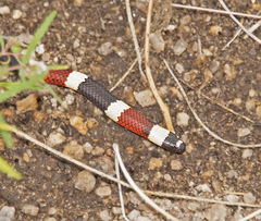 Micruroides euryxanthus