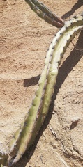 Stenocereus standleyi