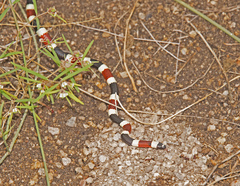 Micruroides euryxanthus