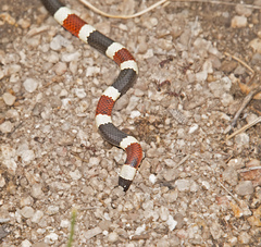 Micruroides euryxanthus