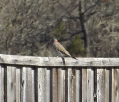 Colaptes auratus auratus