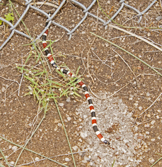 Micruroides euryxanthus