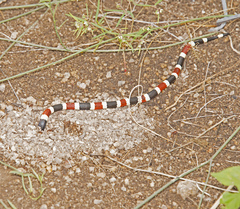 Micruroides euryxanthus