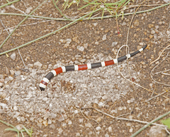 Micruroides euryxanthus