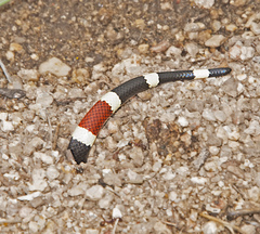 Micruroides euryxanthus