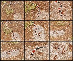 Micruroides euryxanthus