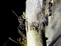 Stenocotis