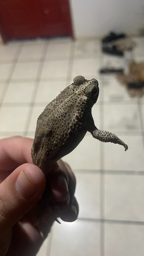 granular toad