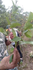 Dilleniaceae