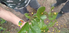 Dilleniaceae