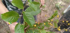 Dilleniaceae