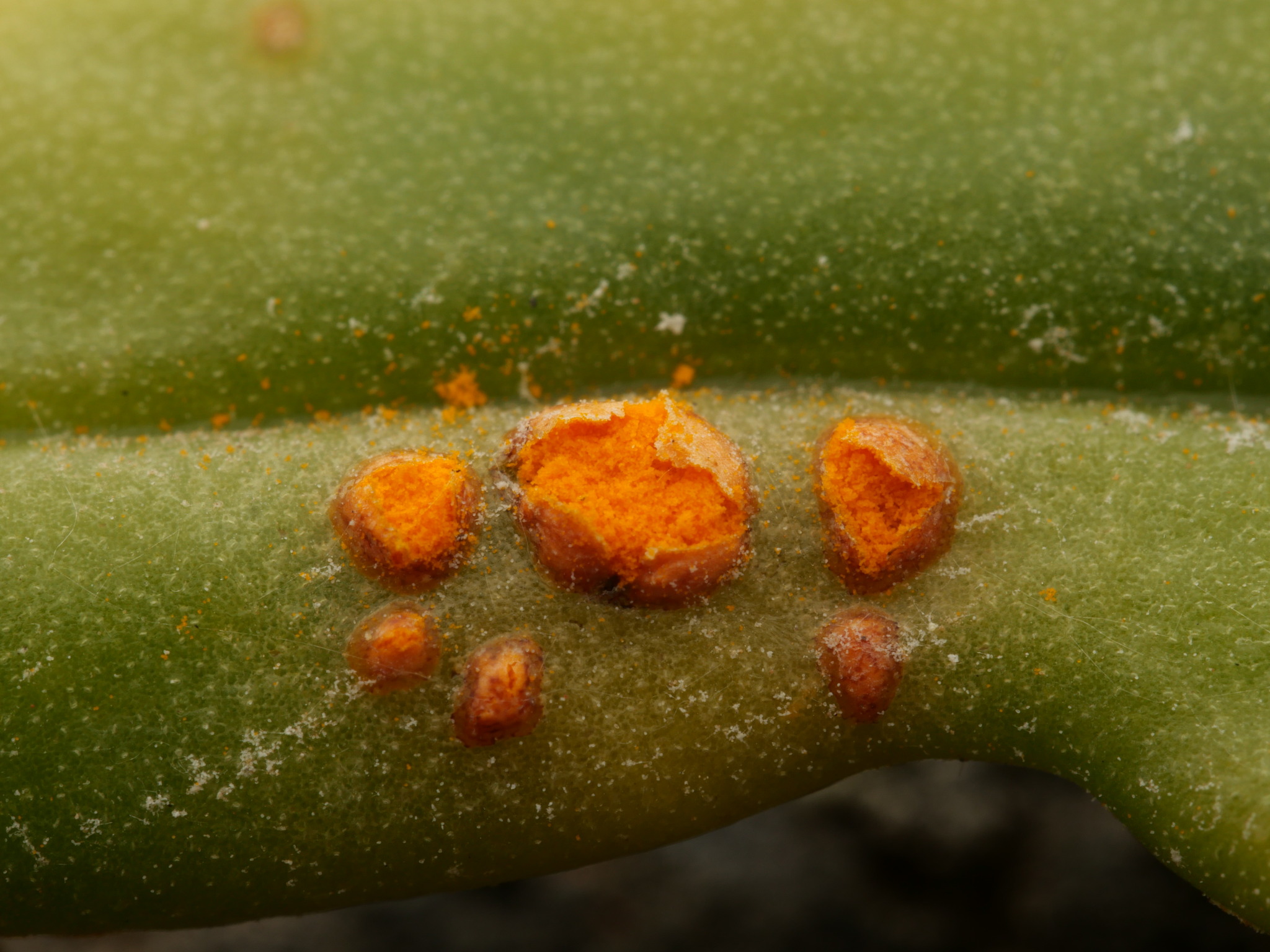 Melampsora euphorbiae