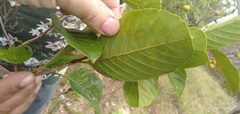 Dilleniaceae