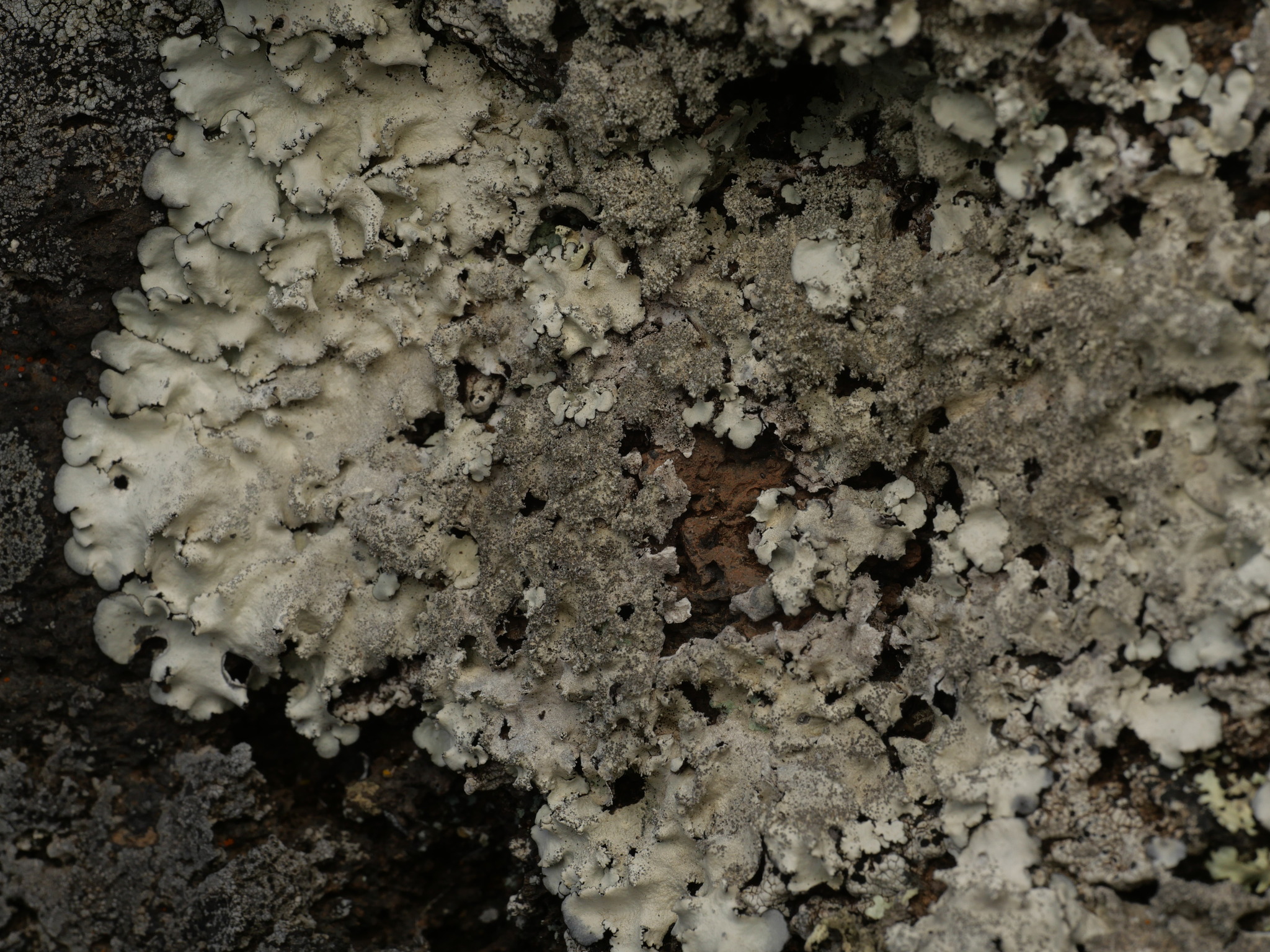Parmotrema pseudotinctorum
