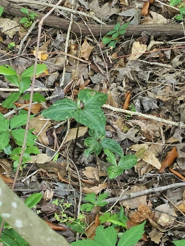 Trillium foetidissimum, photograph 6