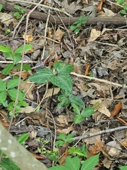Trillium foetidissimum, photograph (c) Daniel McClosky, some rights reserved (CC BY)