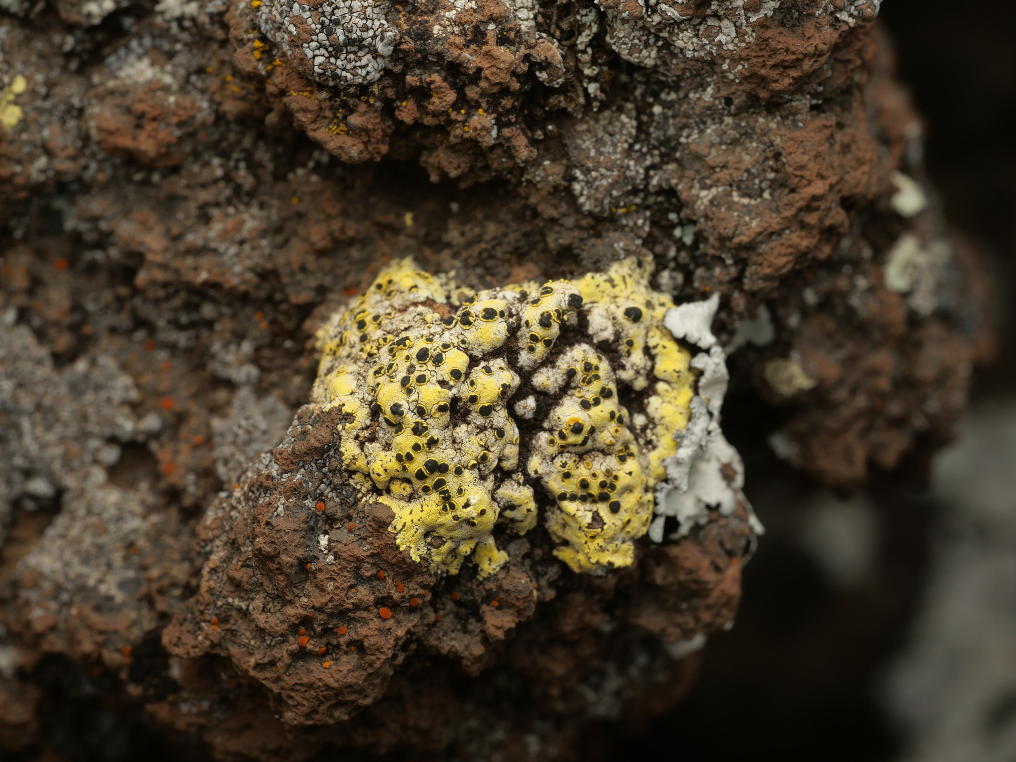 Lecanora sulphurella