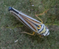 Graphocephala flavovittata
