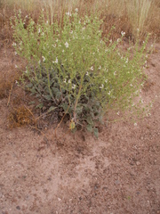 Salvia candidissima