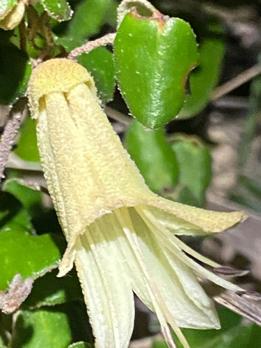 Correa backhouseana, photograph 1