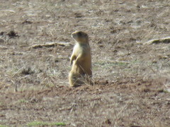Cynomys parvidens