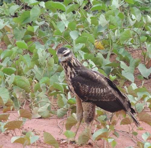 Great Black Hawk