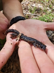 Plethodon glutinosus