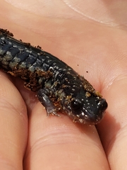 Plethodon glutinosus