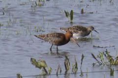 Limosa limosa islandica