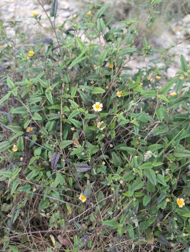 Spreading fanpetals (Sida abutilifolia)