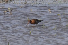 Limosa limosa islandica