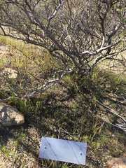 Psorothamnus arborescens