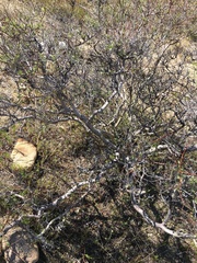 Psorothamnus arborescens