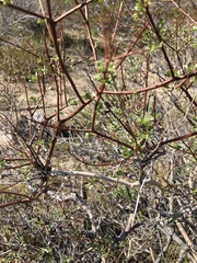 Psorothamnus arborescens